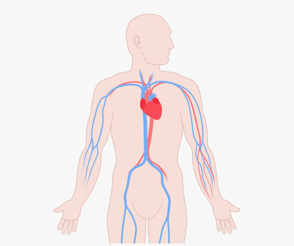 An anatomical infographic showing the pathways between the mouth, heart, and lungs, highlighting the flow of bacteria through the bloodstream.
